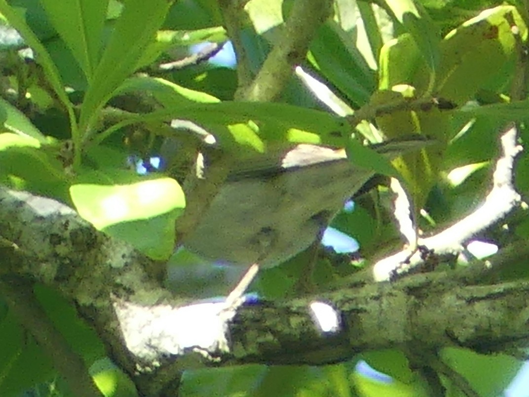 Tennessee Warbler - Eamon Corbett