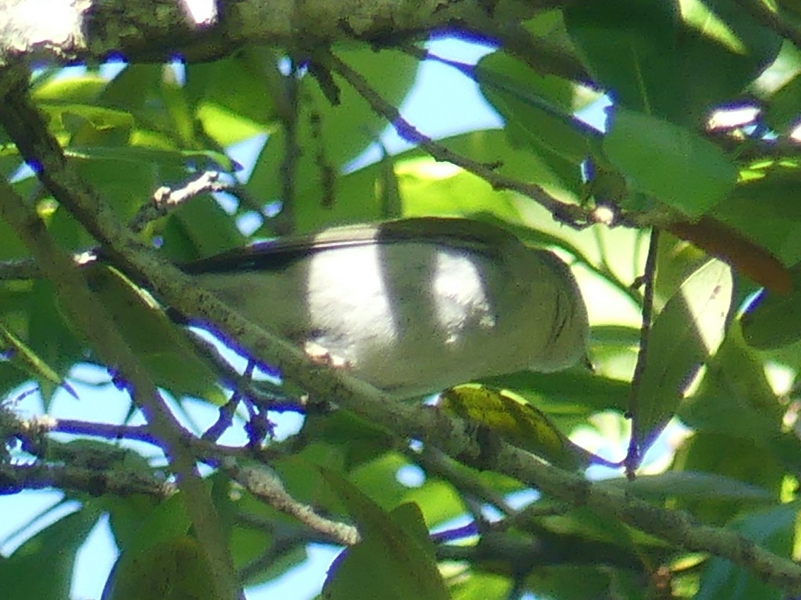 Tennessee Warbler - Eamon Corbett