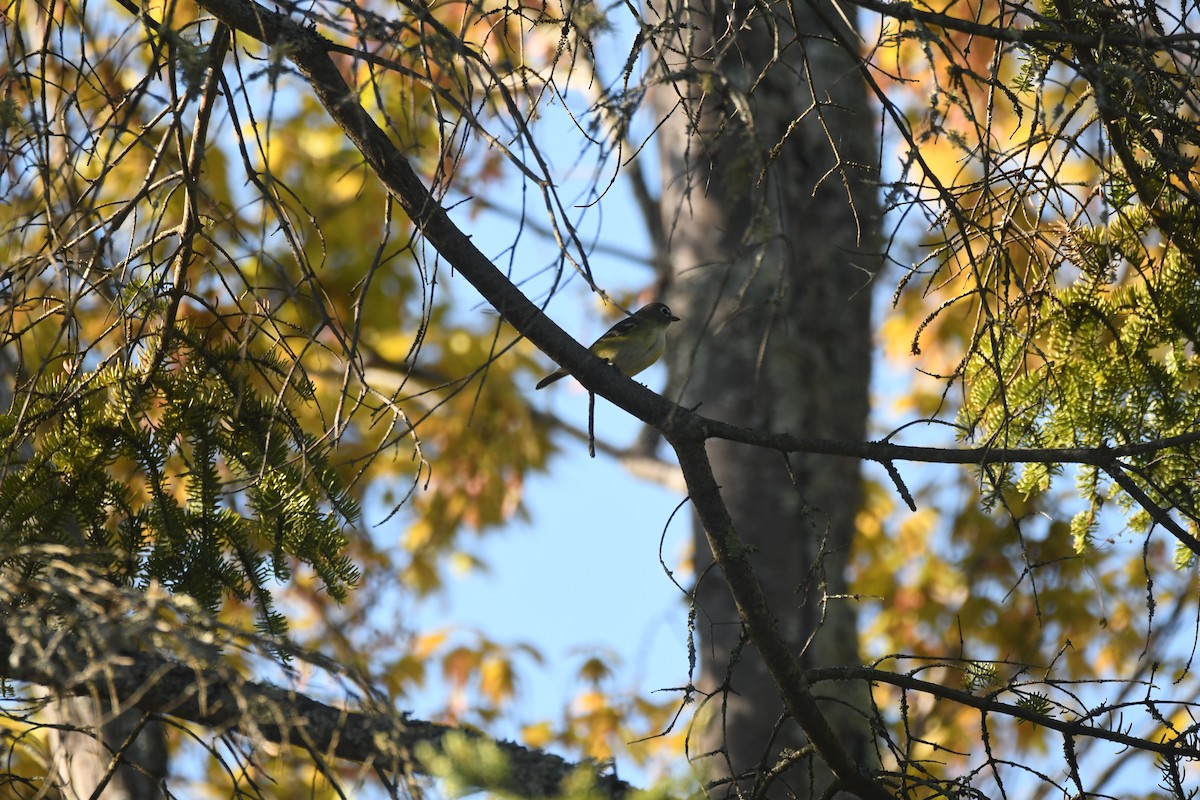 Blue-headed Vireo - Ryne Rutherford