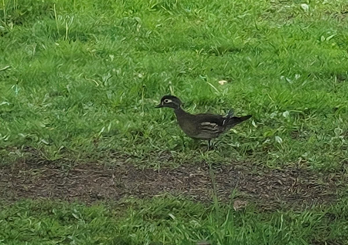 Wood Duck - Norma Van Alstine