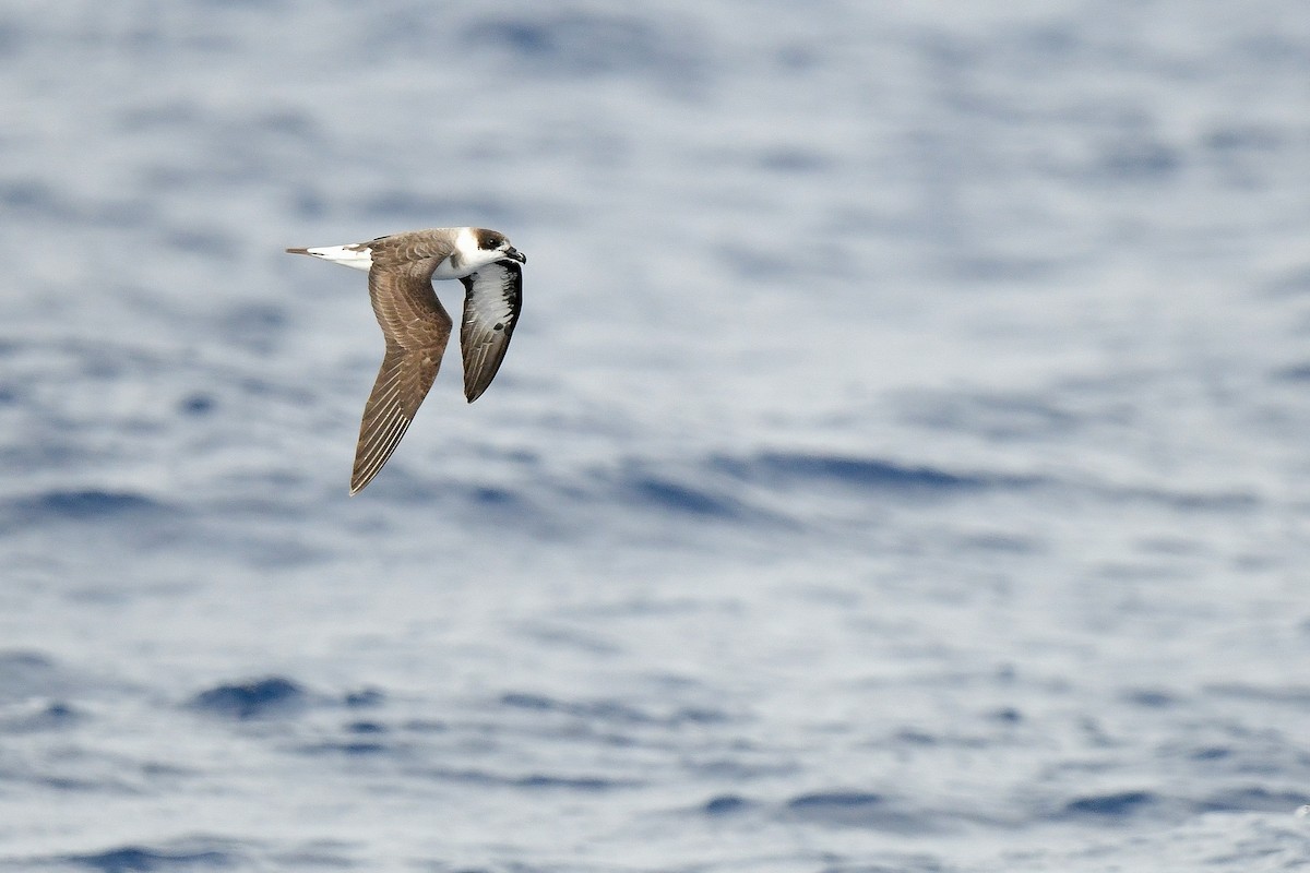 Black-capped Petrel (Dark-faced) - Kate Sutherland