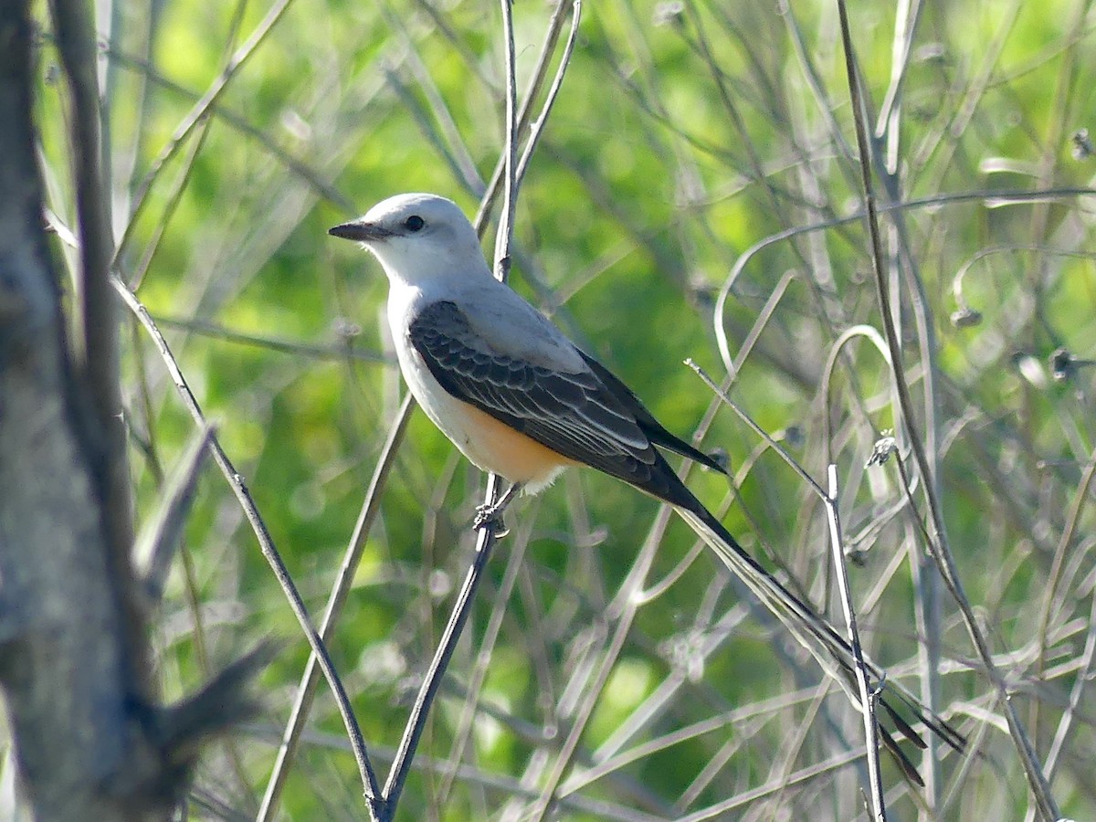 Scissor-tailed Flycatcher - Eamon Corbett