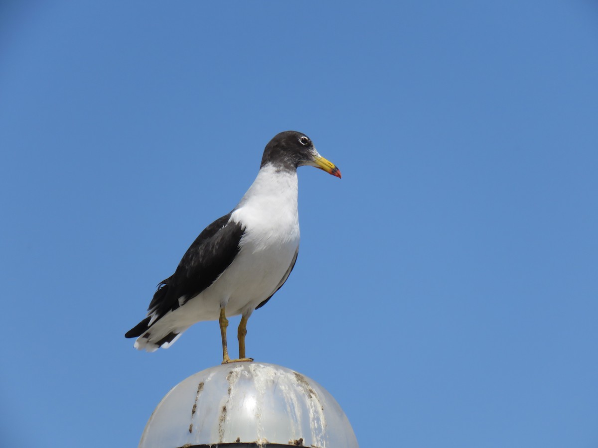 Belcher's Gull - ML619592282