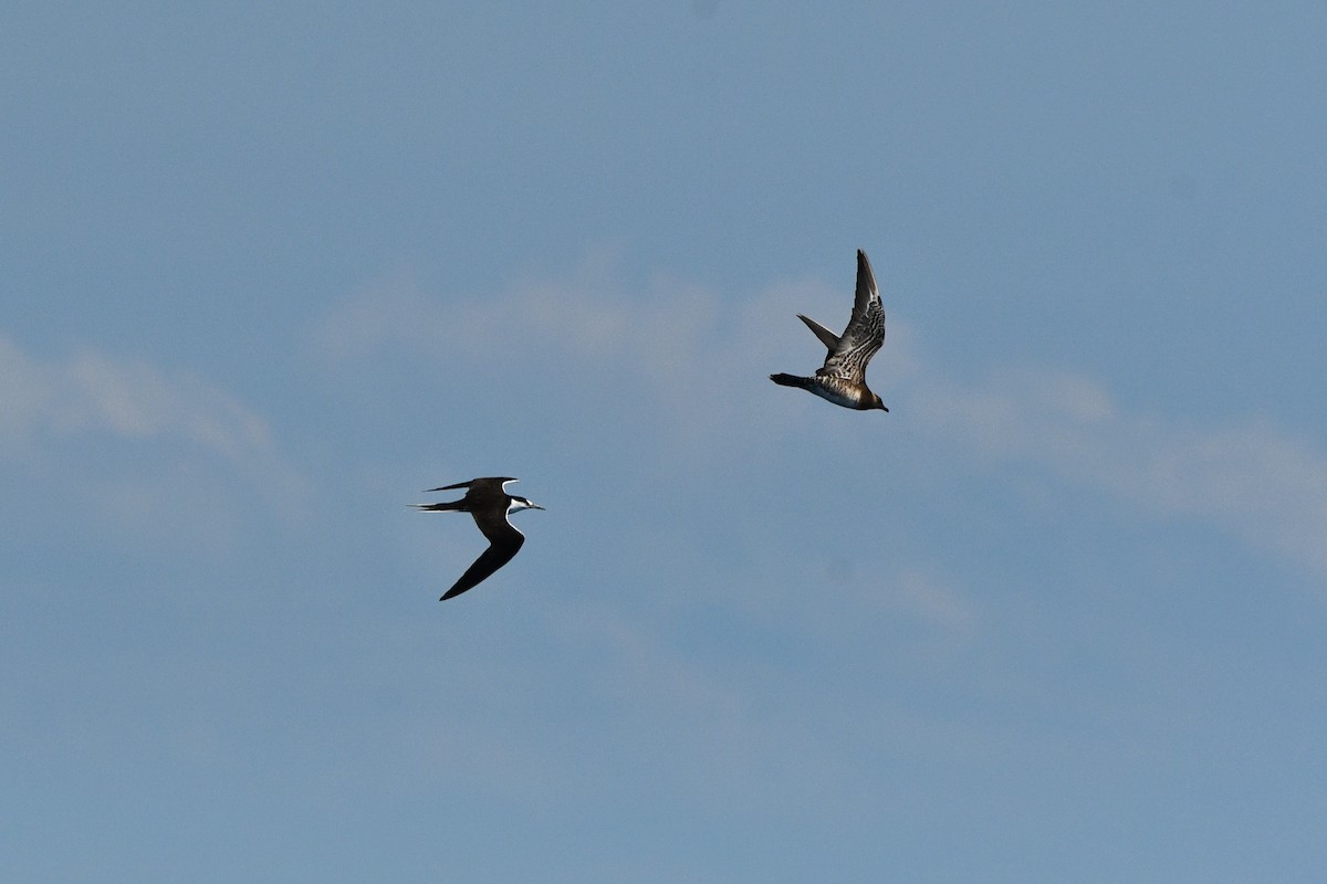 Long-tailed Jaeger - Julian Campuzano Garrido