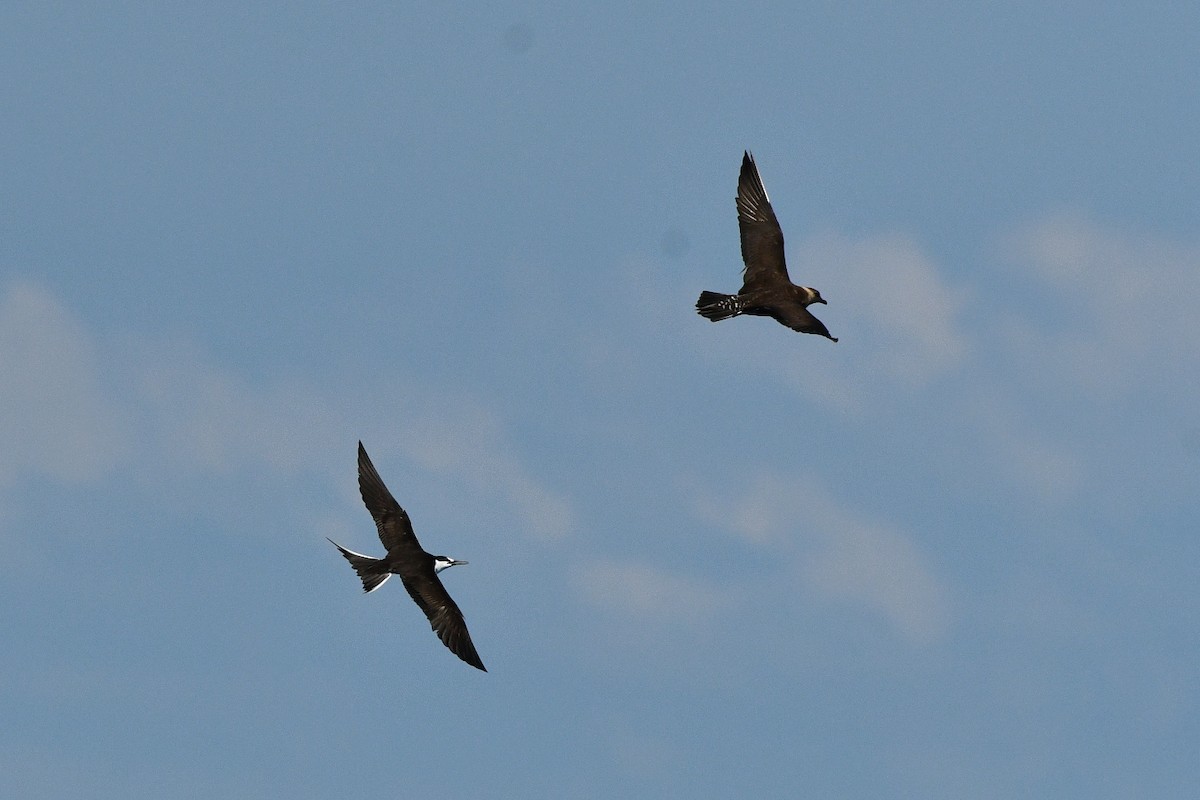 Long-tailed Jaeger - Julian Campuzano Garrido