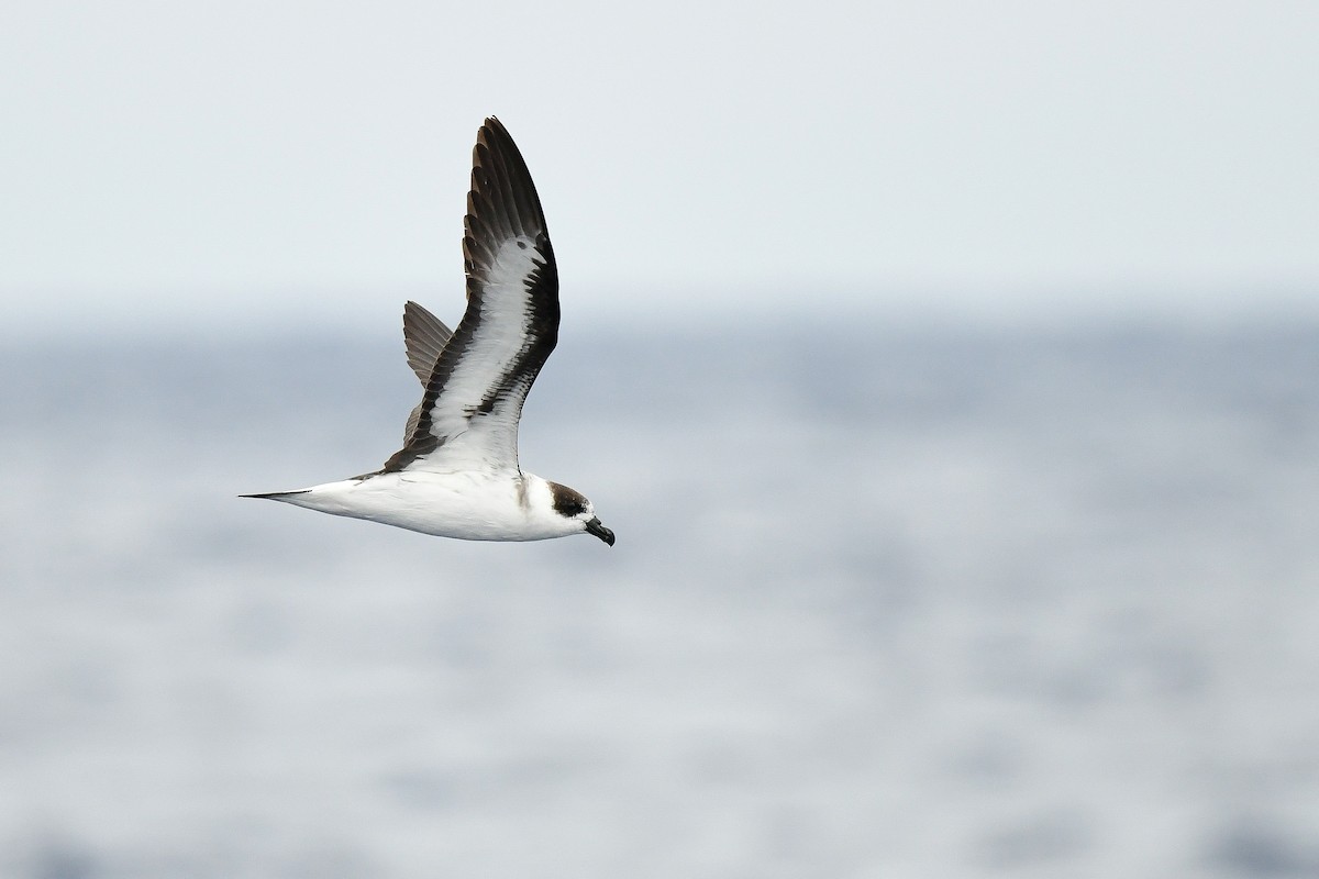 Black-capped Petrel - Kate Sutherland