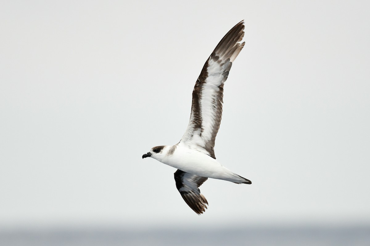 Black-capped Petrel - Kate Sutherland