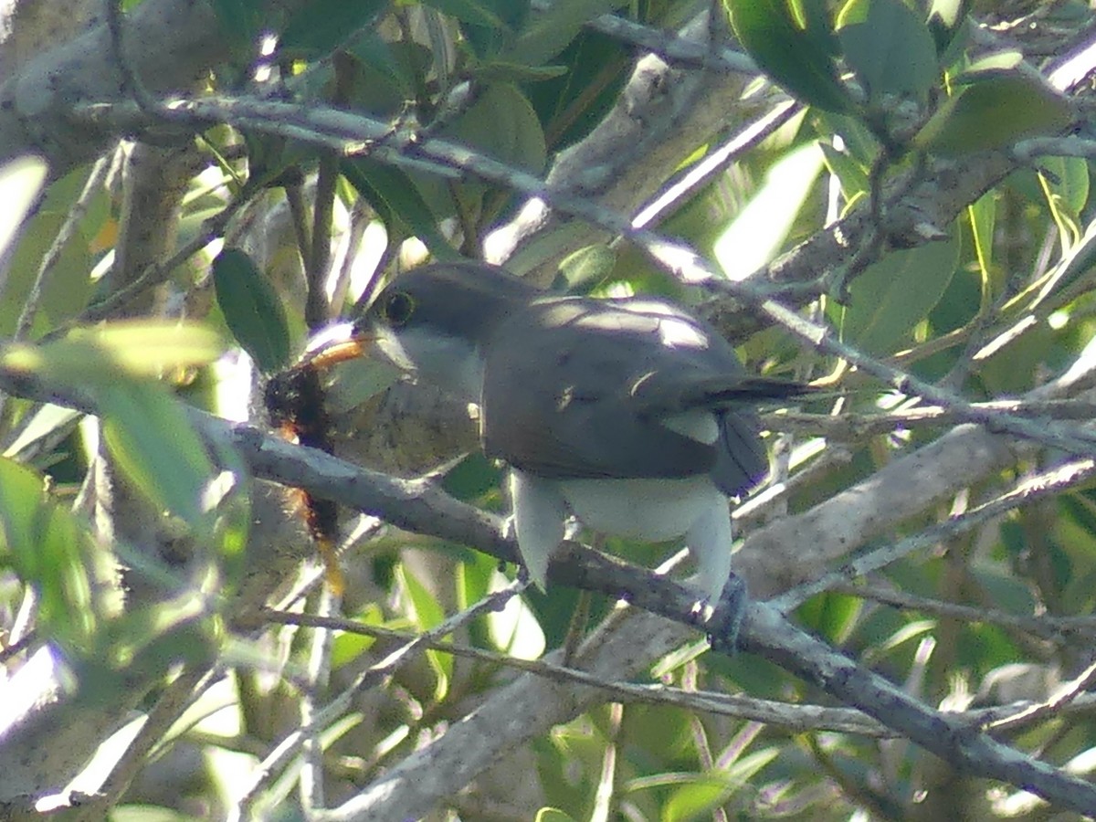 Yellow-billed Cuckoo - ML619592292