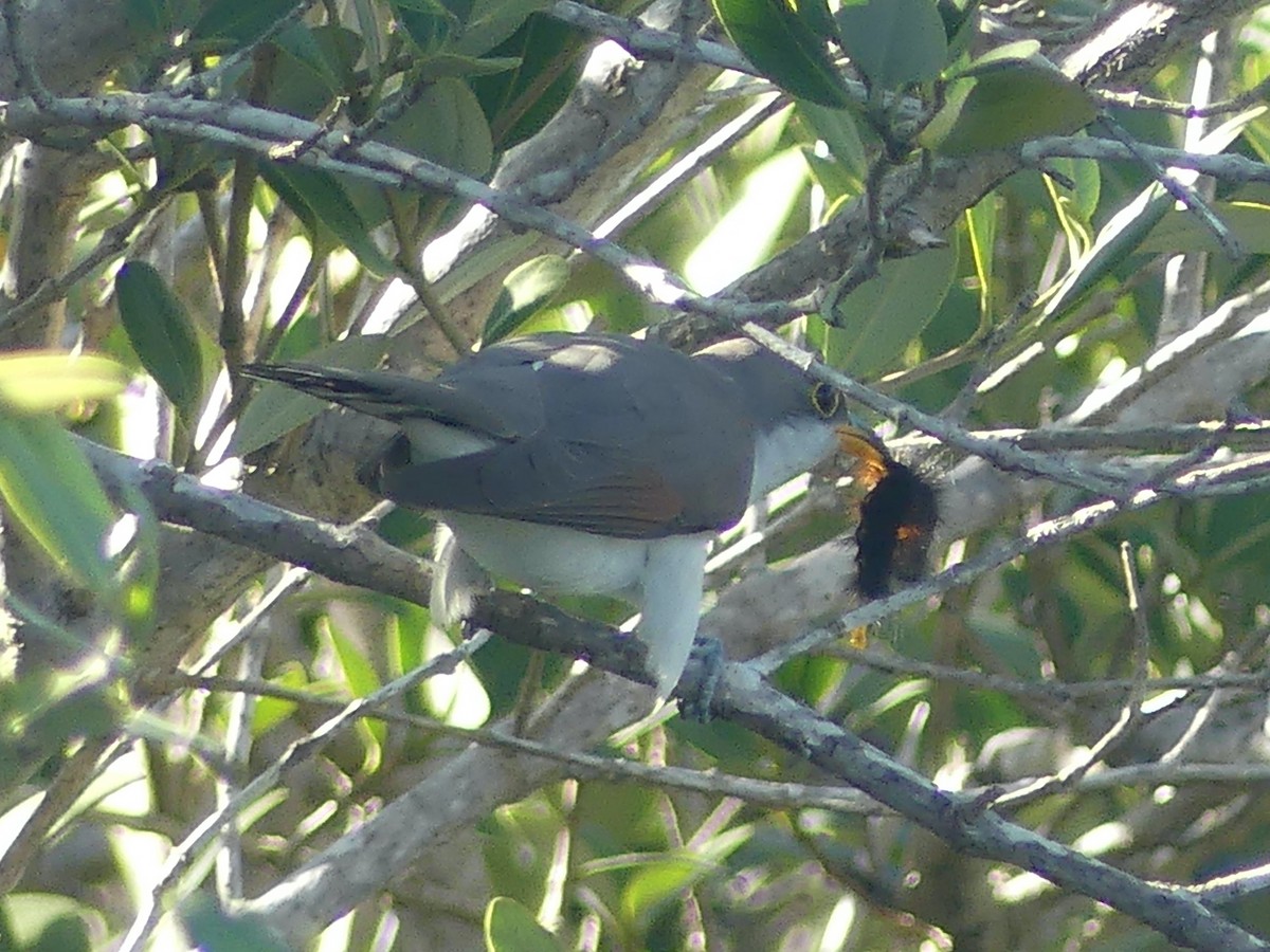 Yellow-billed Cuckoo - ML619592294