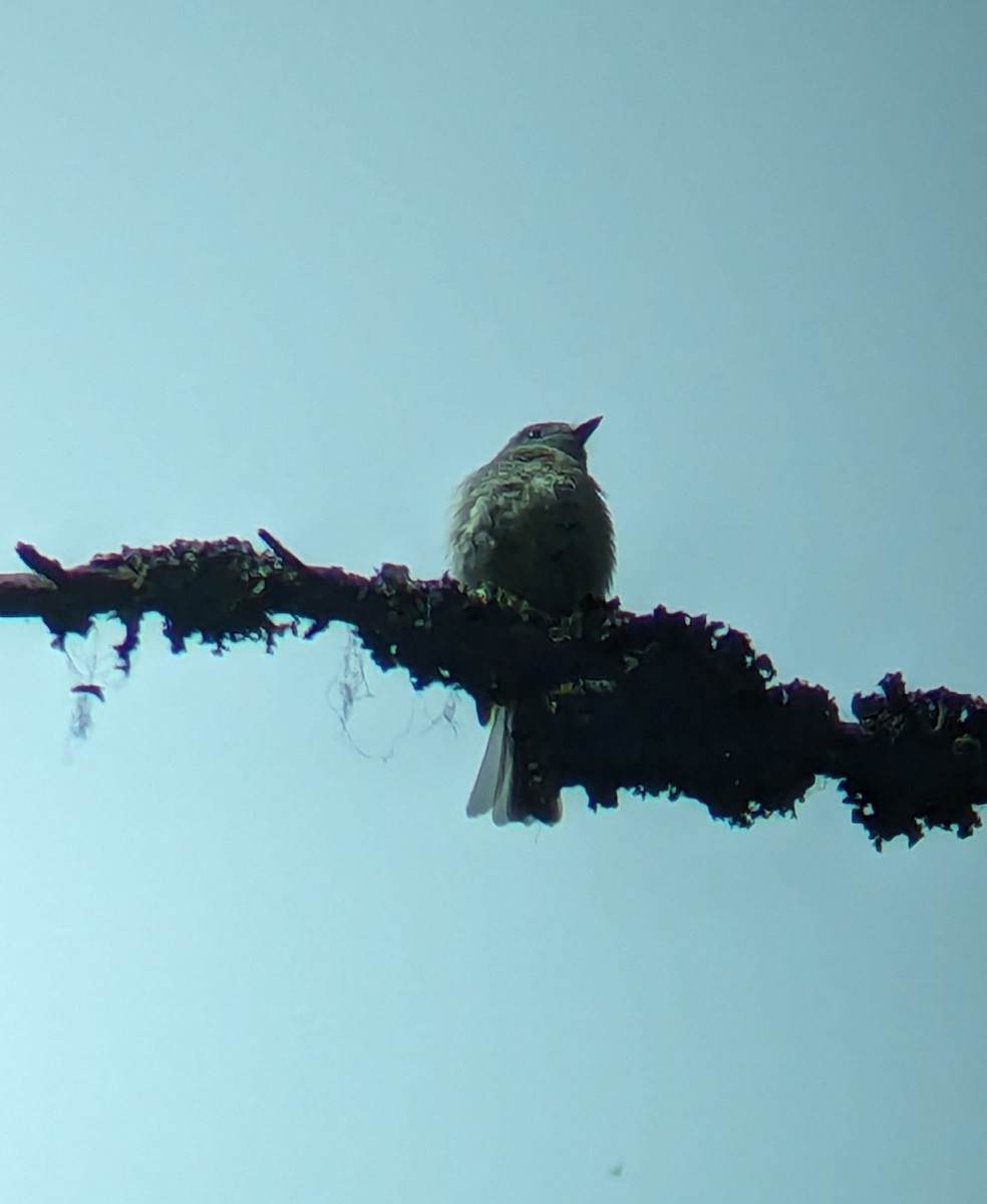 Hammond's Flycatcher - Jack N