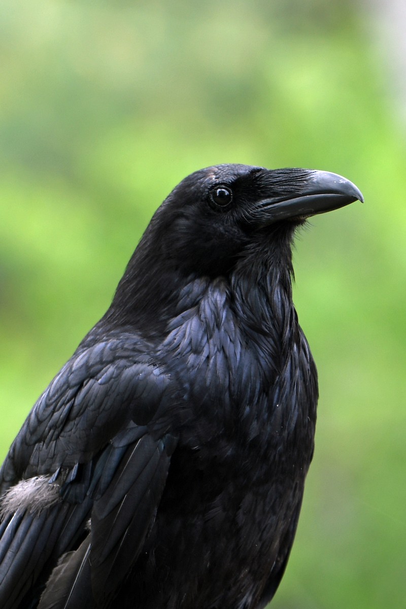 Common Raven - Norma Van Alstine