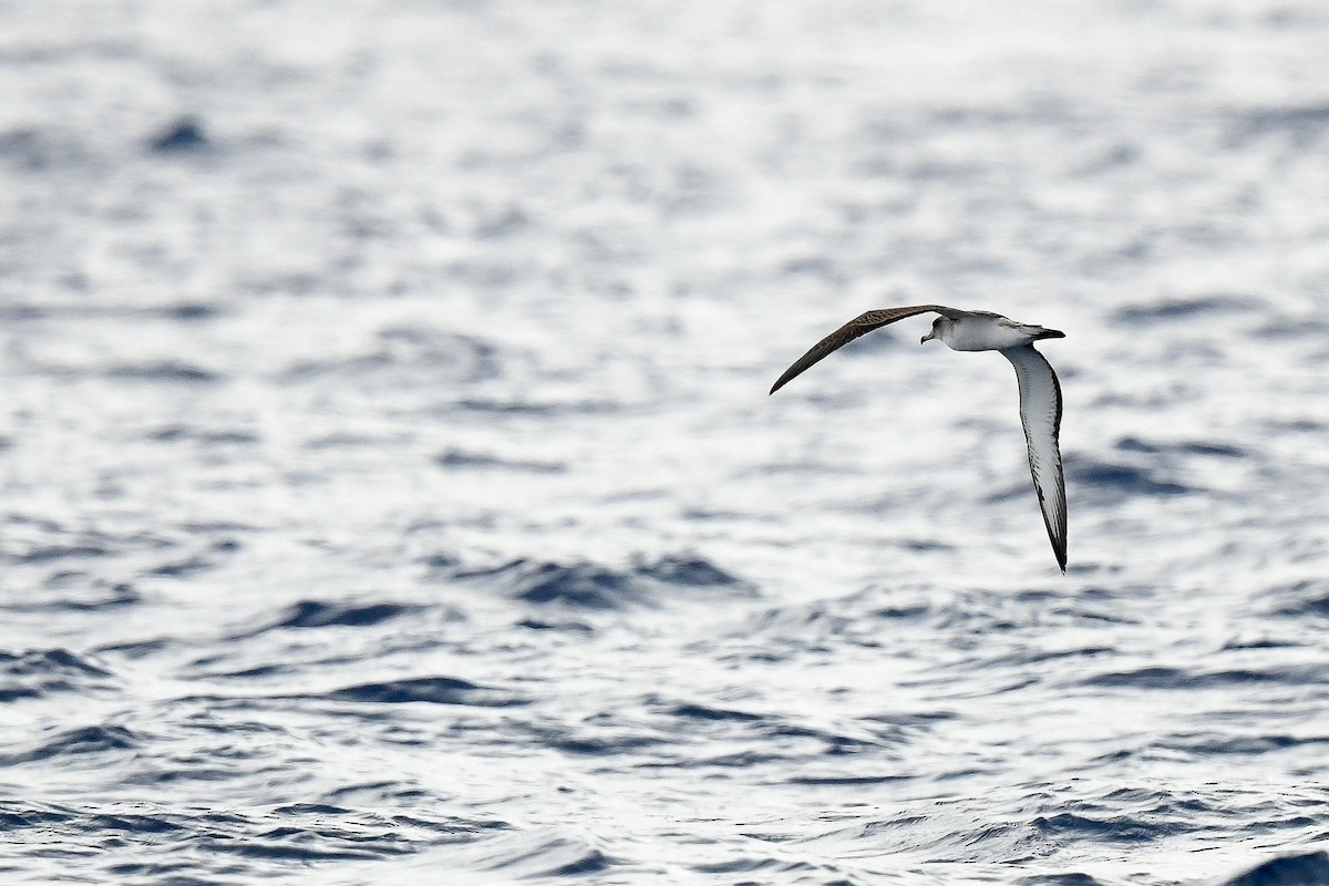 Cory's Shearwater (Scopoli's) - Kate Sutherland