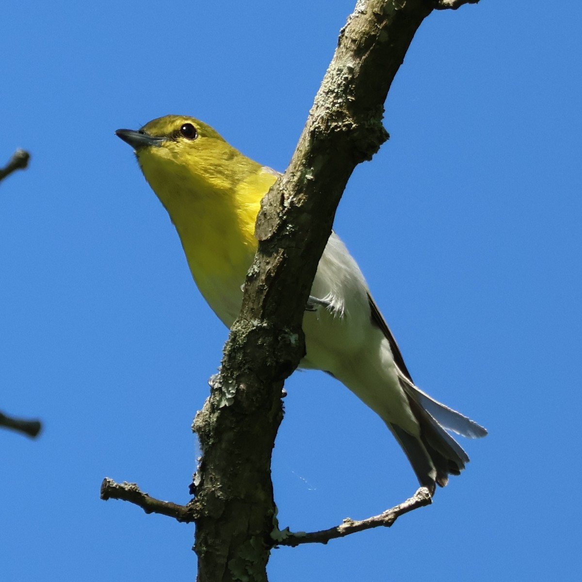 Yellow-throated Vireo - Nathan Stimson