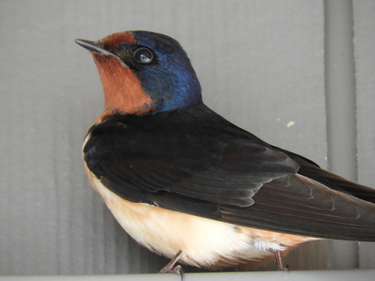 Barn Swallow - Thomas Bürgi