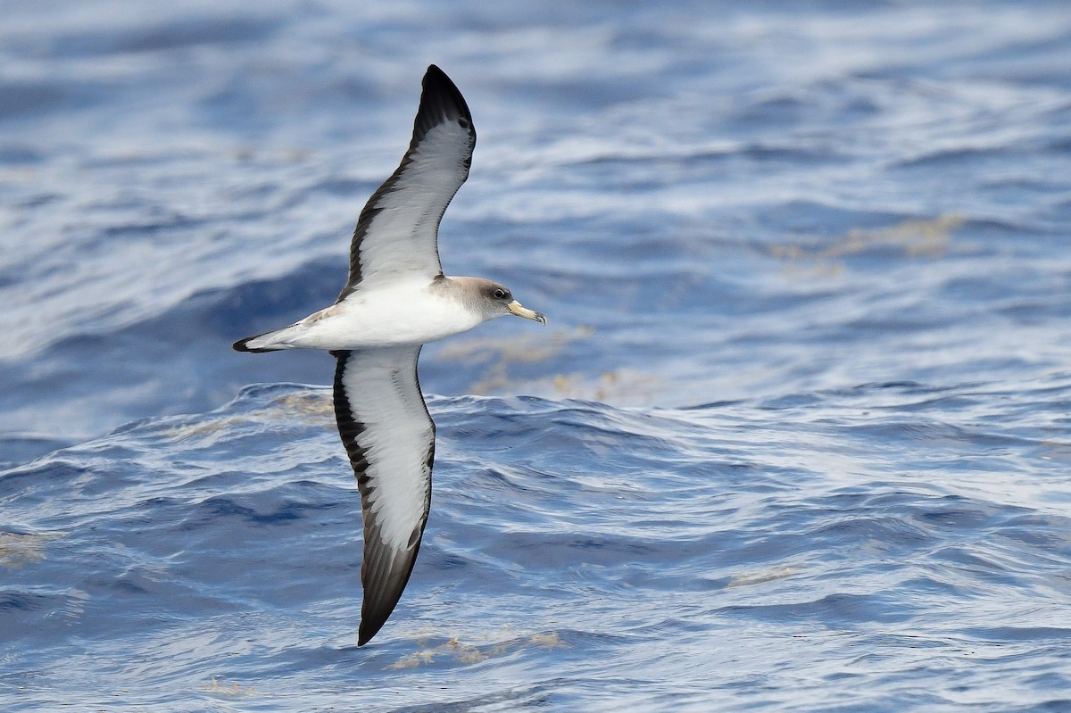 Cory's Shearwater - Kate Sutherland