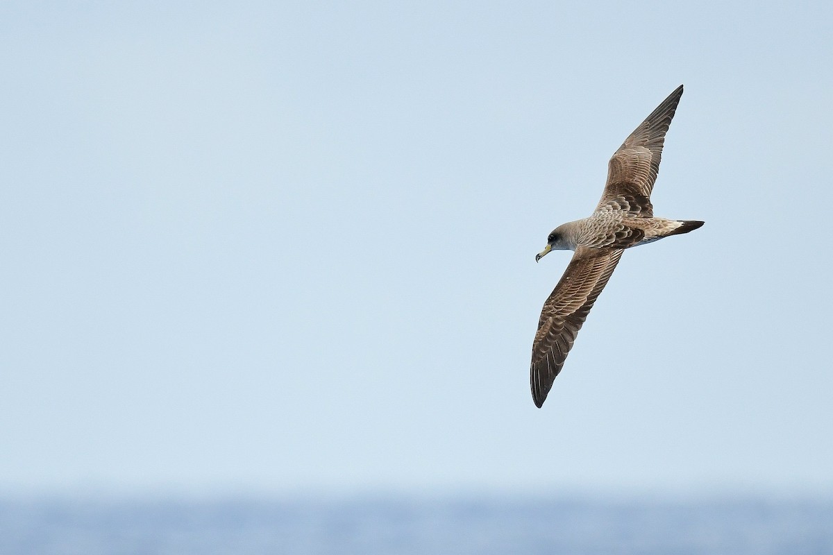 Cory's Shearwater - Kate Sutherland