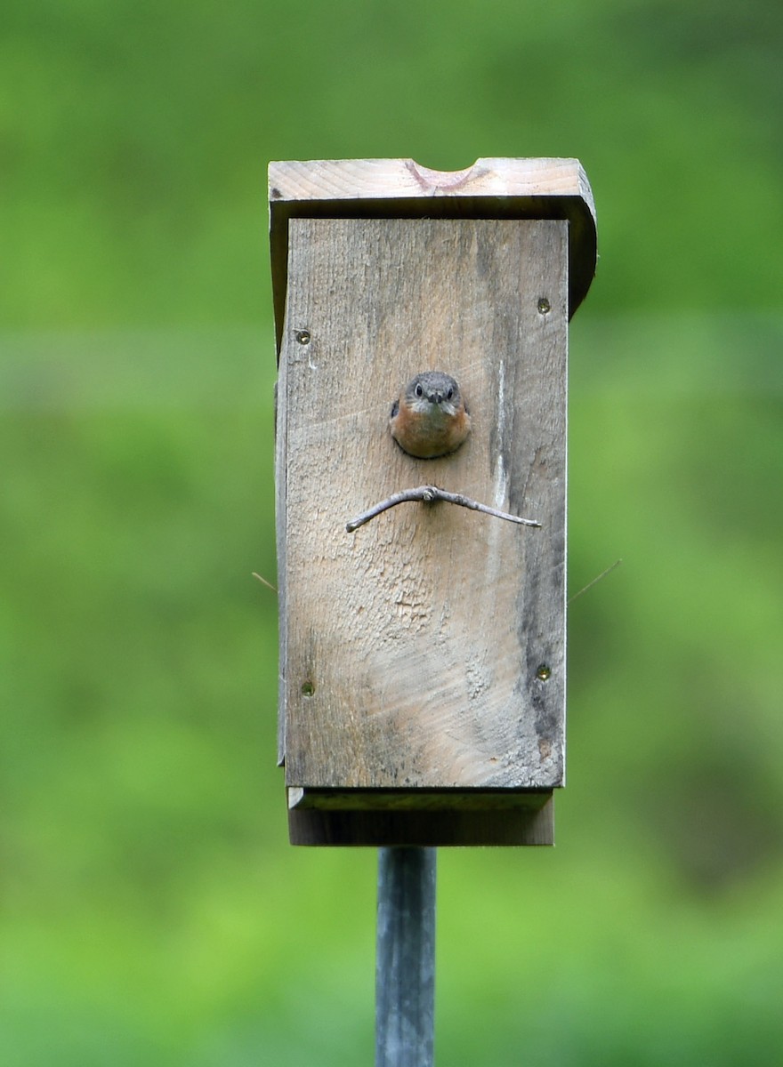 Eastern Bluebird - Norma Van Alstine