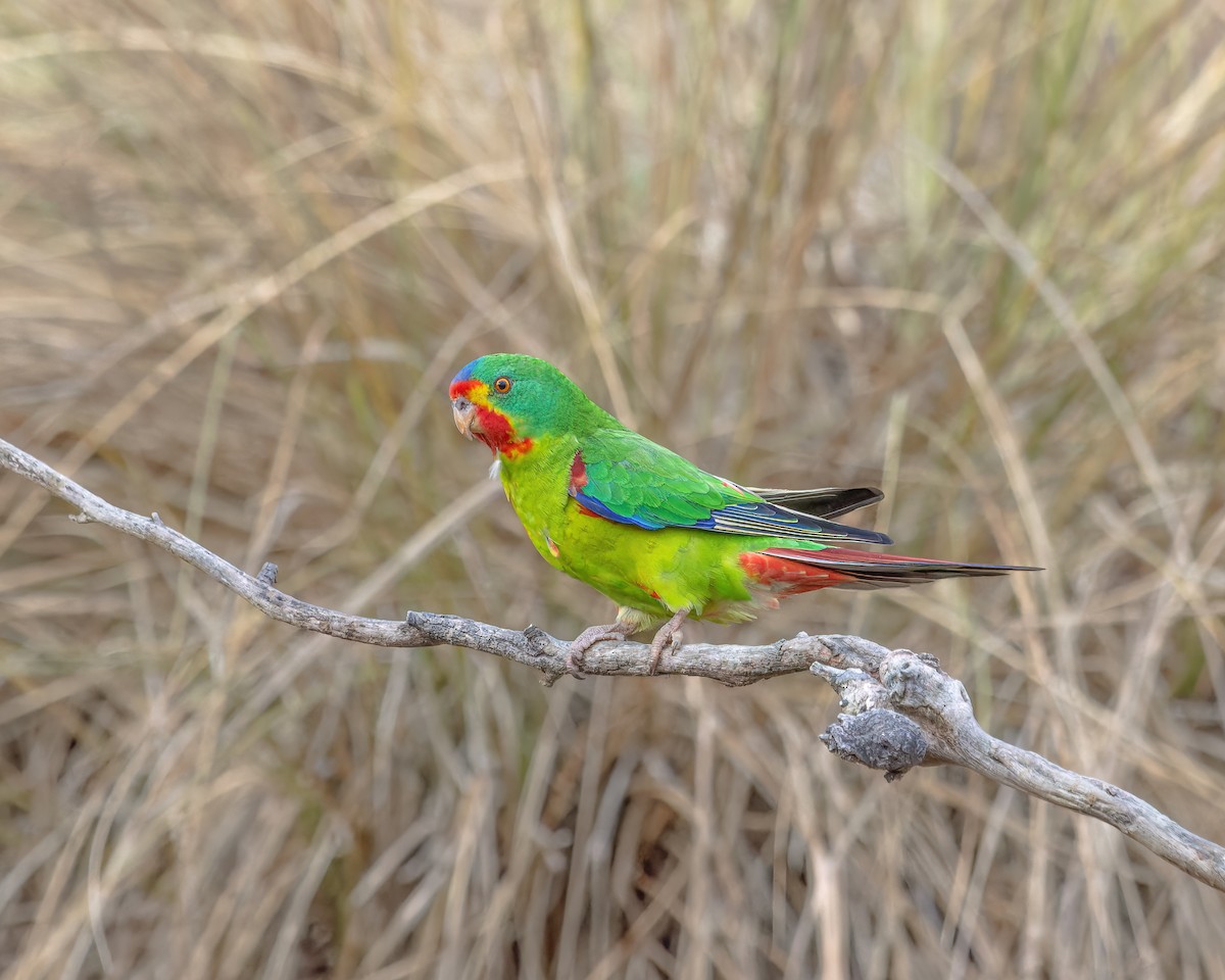 Swift Parrot - Ben Johns