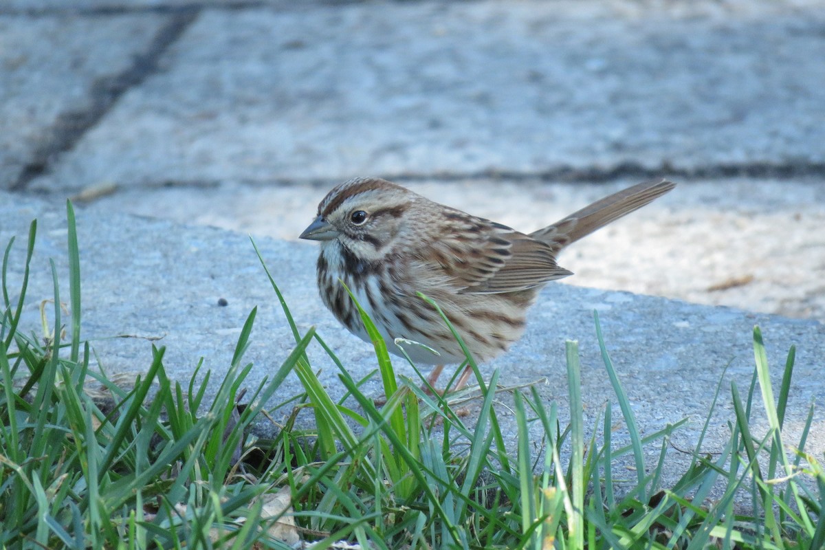 Song Sparrow - Linda  LaBella