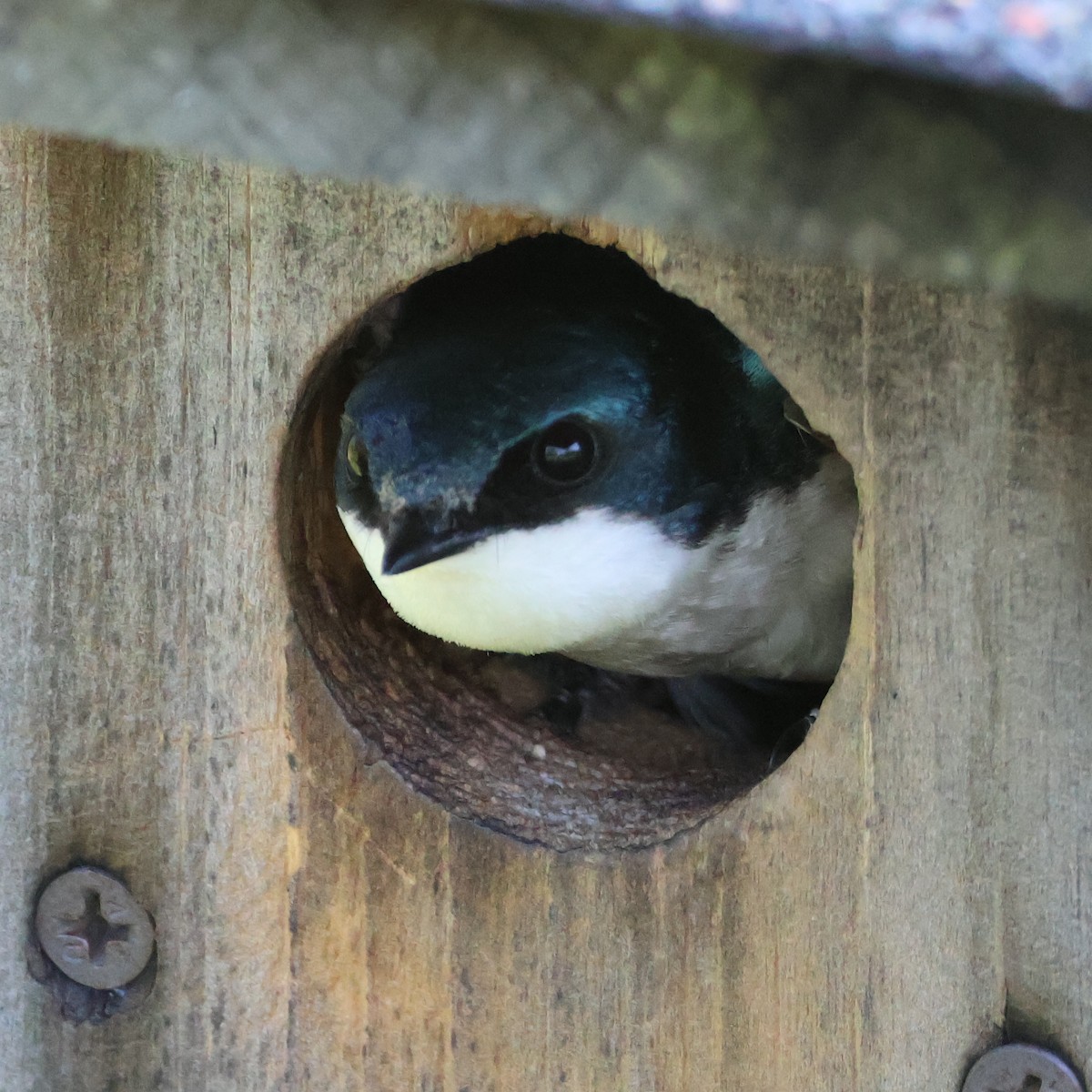 Tree Swallow - ML619592334