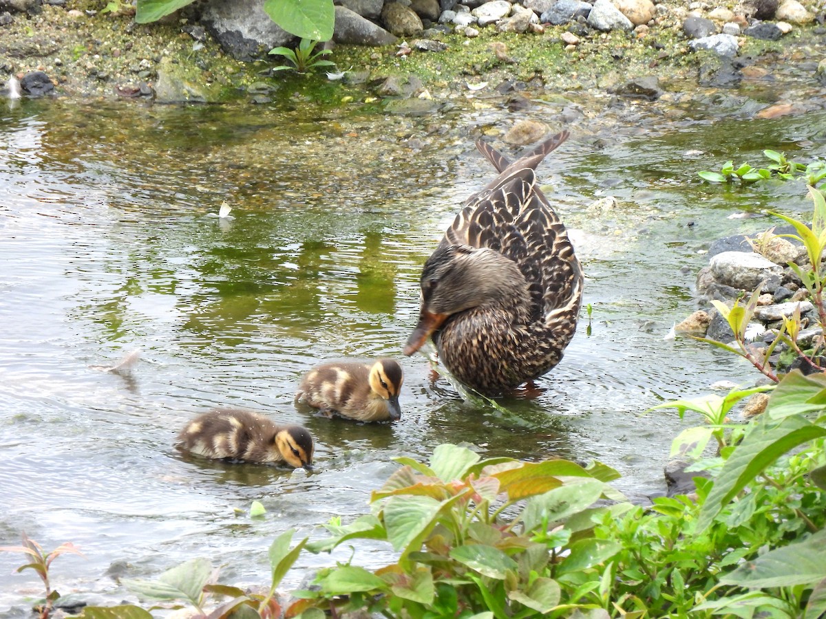 Mallard - Kiandra Mitchell