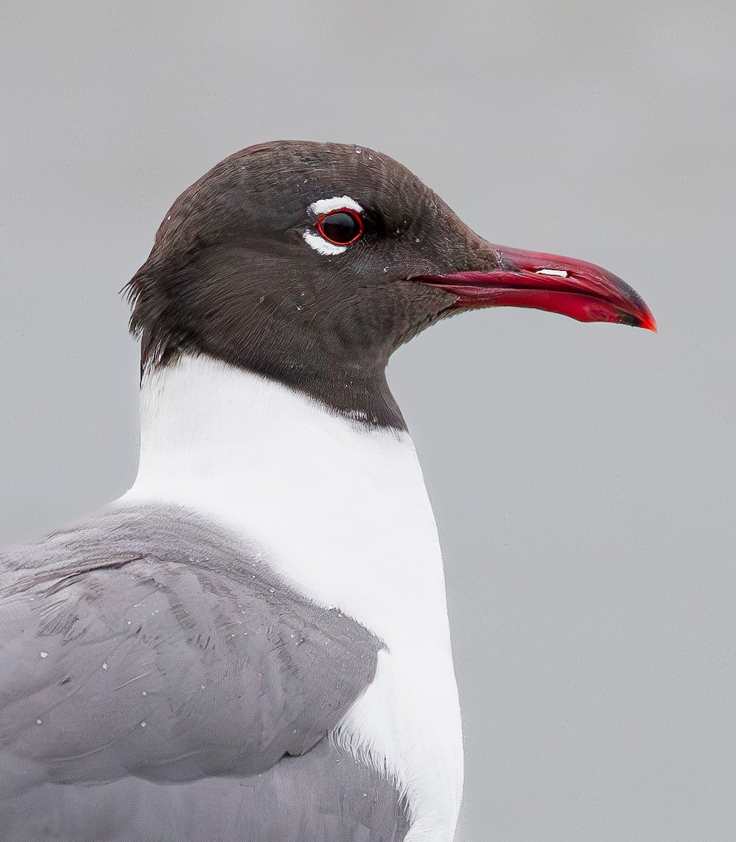 Laughing Gull - Will Carlson