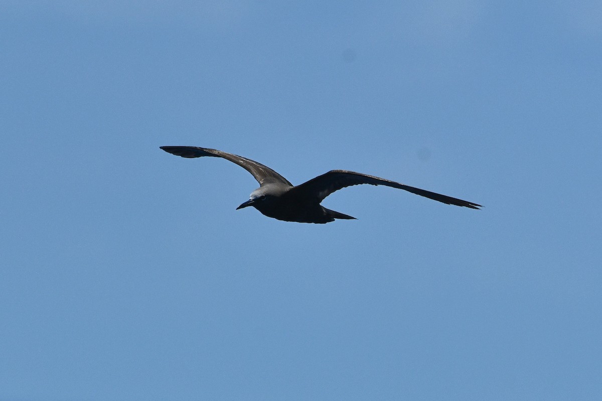 Brown Noddy - Julian Campuzano Garrido