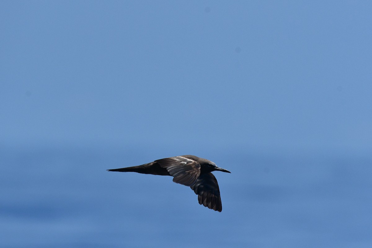 Brown Noddy - Julian Campuzano Garrido