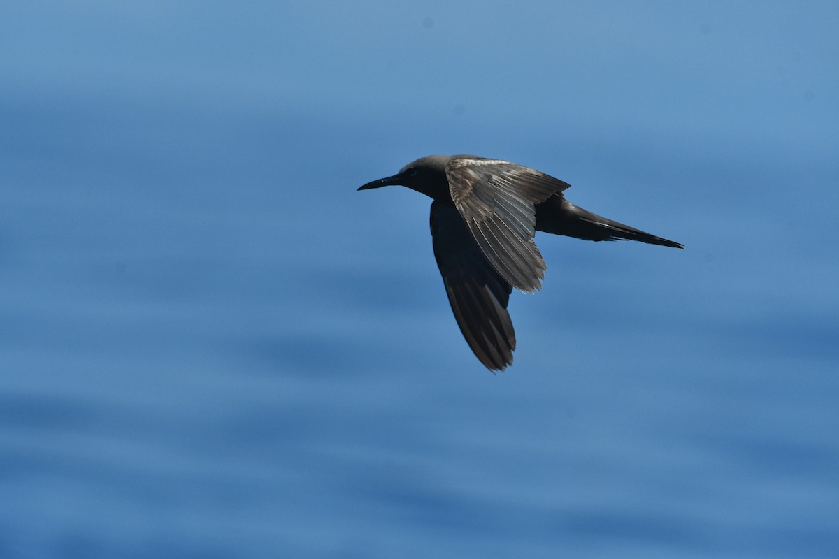 Brown Noddy - Julian Campuzano Garrido