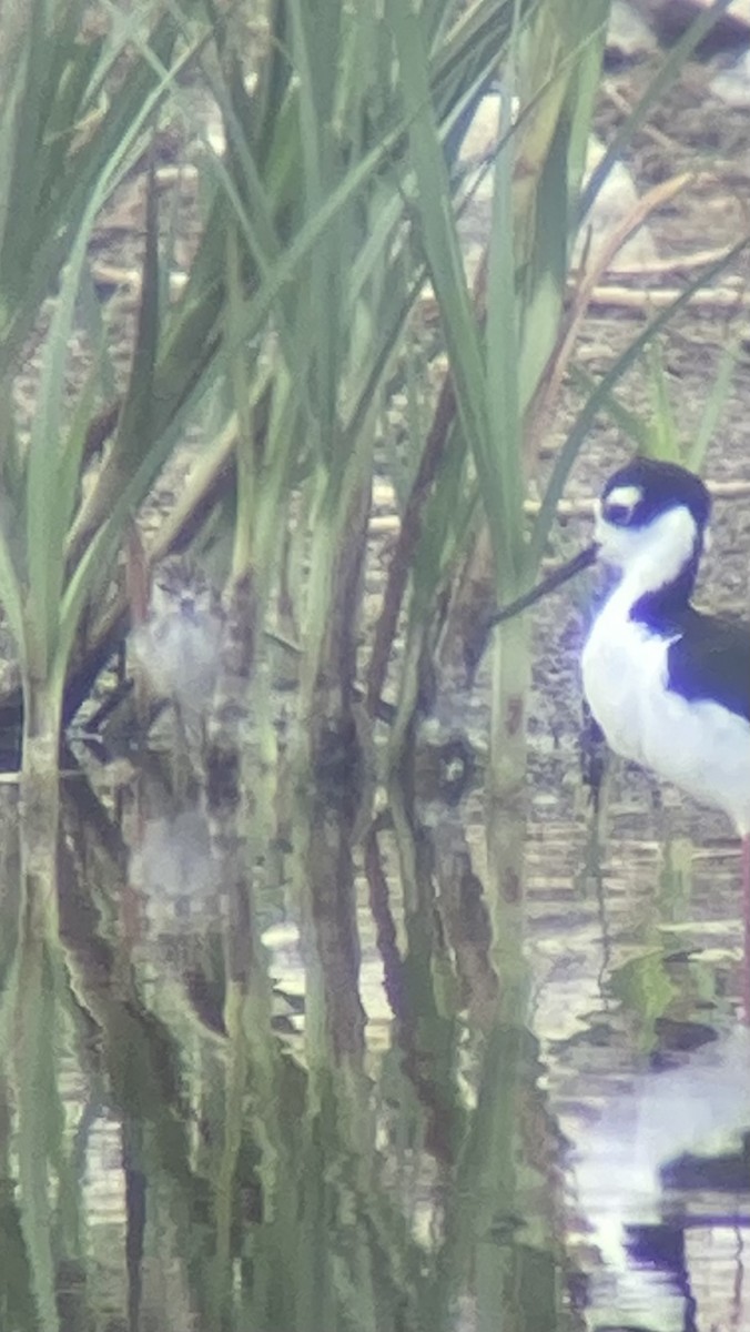 Black-necked Stilt - Dominik Mosur