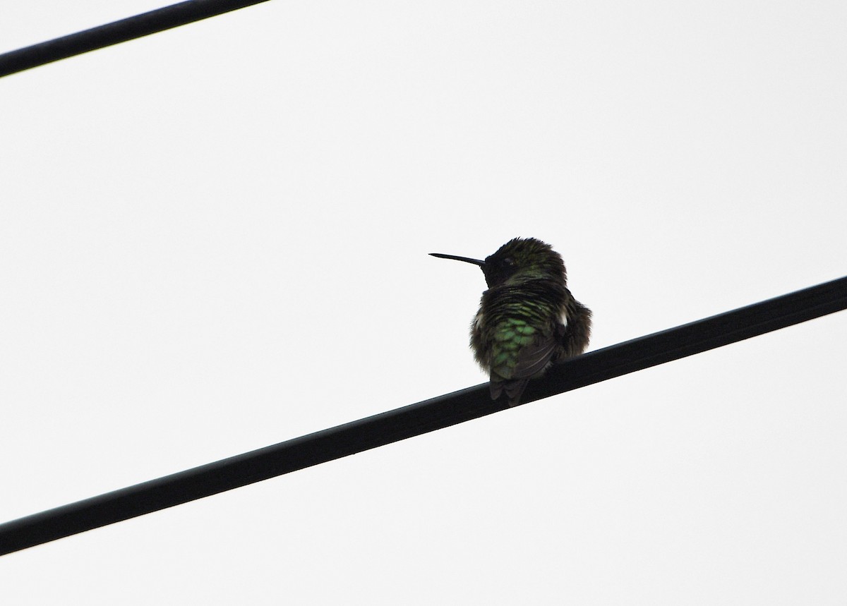 Ruby-throated Hummingbird - Norma Van Alstine