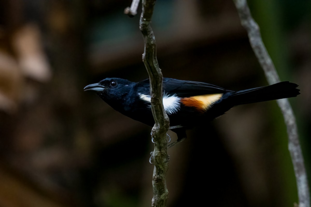 Fulvous-crested Tanager - Jhonathan Miranda - Wandering Venezuela Birding Expeditions