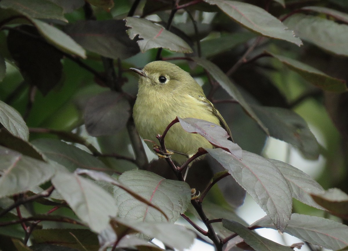 Ruby-crowned Kinglet - Linda  LaBella