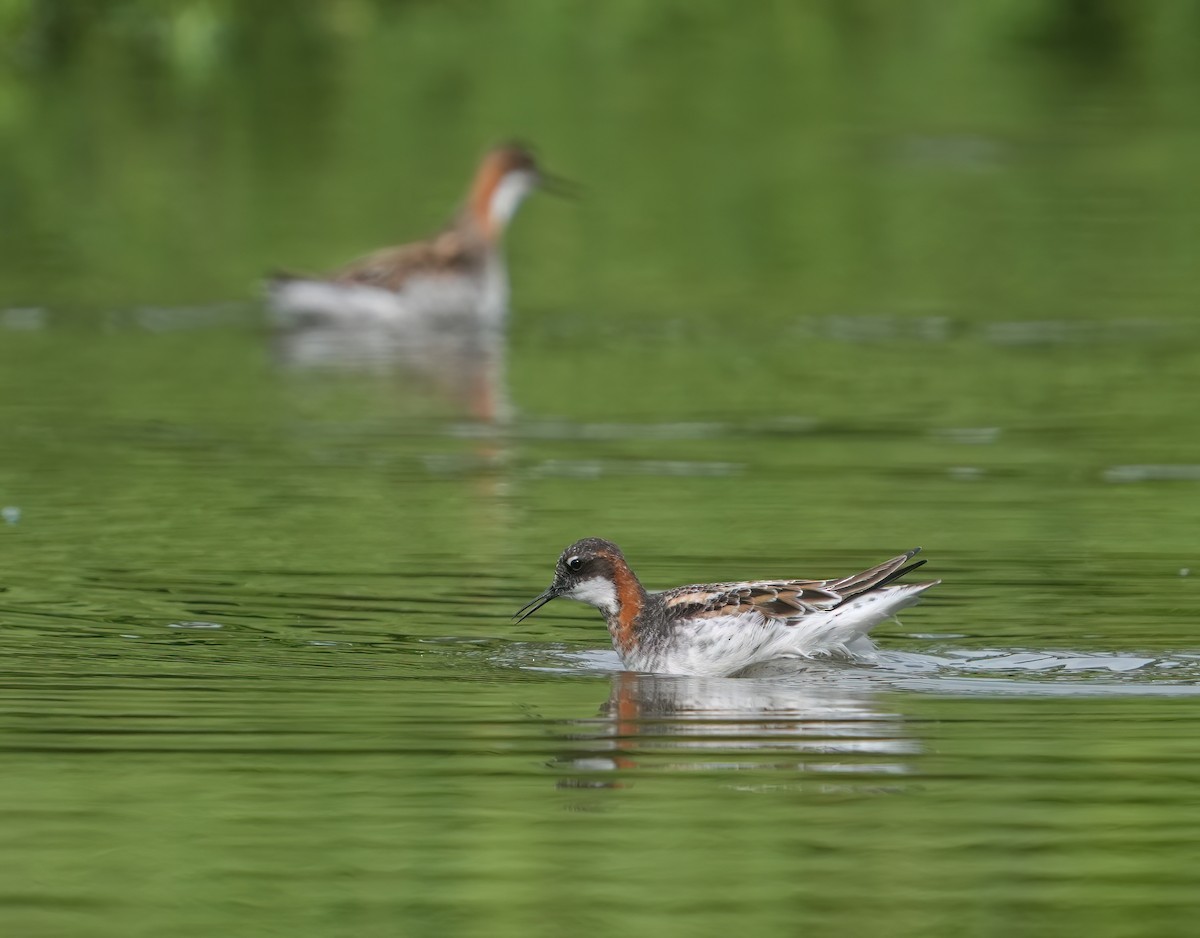 Red-necked Phalarope - Pete Sole