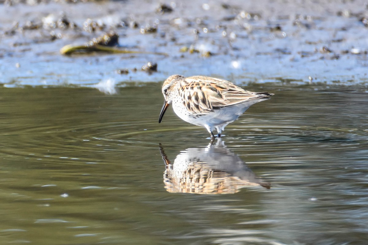 White-rumped Sandpiper - David Lawrence