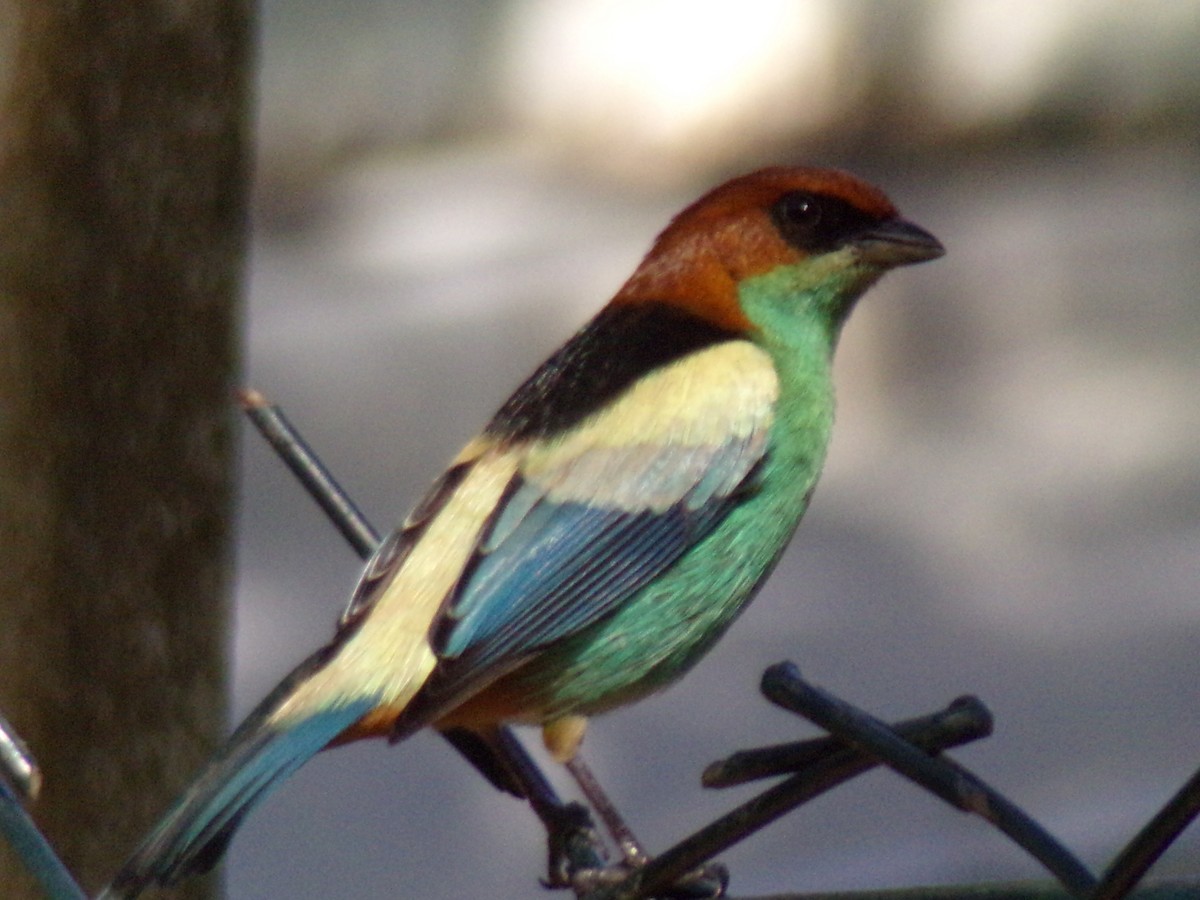 Black-backed Tanager - Antonio Sturion Junior