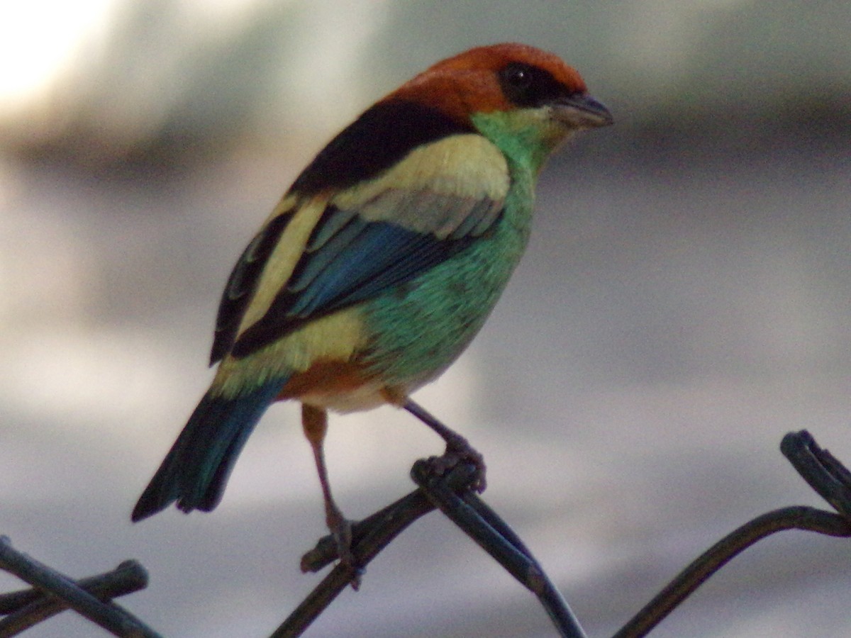 Black-backed Tanager - Antonio Sturion Junior