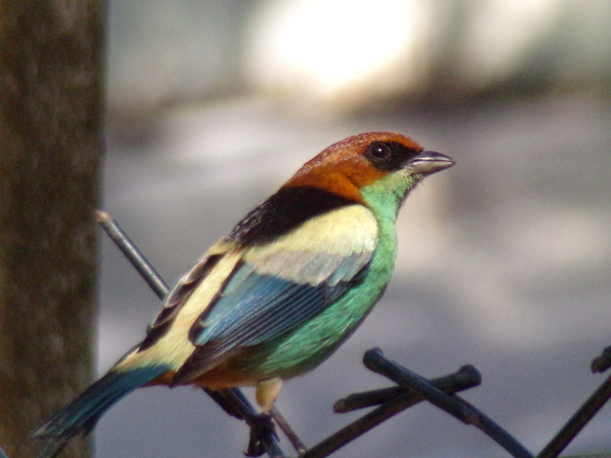 Black-backed Tanager - Antonio Sturion Junior