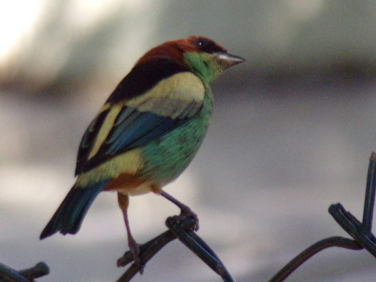 Black-backed Tanager - Antonio Sturion Junior