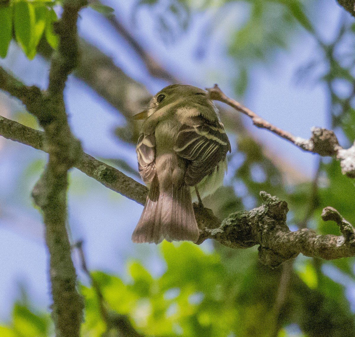 Empidonax sp. - MCHL ____