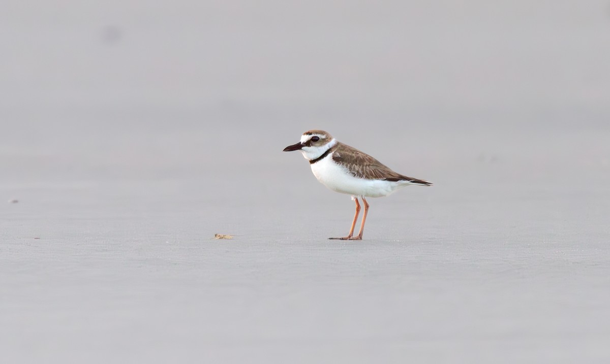 Wilson's Plover - Will Carlson