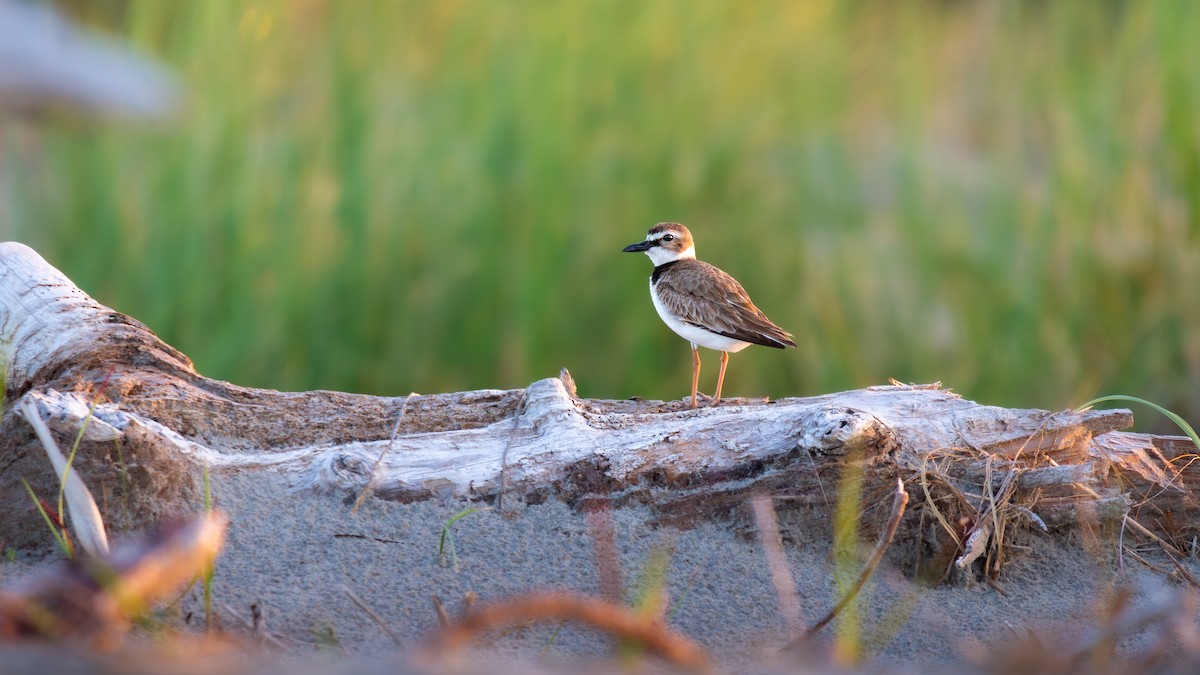 Wilson's Plover - Will Carlson