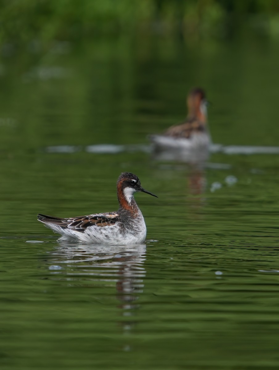 Red-necked Phalarope - Pete Sole