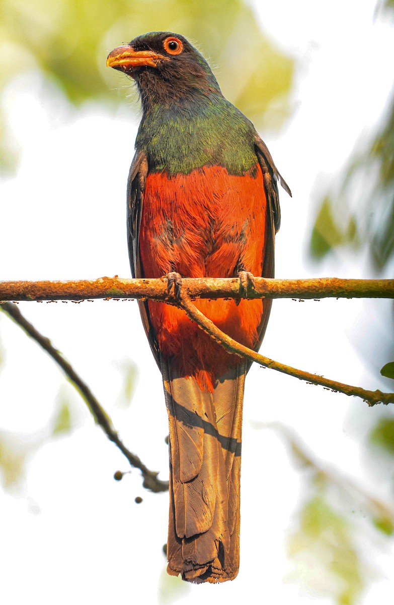 Slaty-tailed Trogon - ML619592394