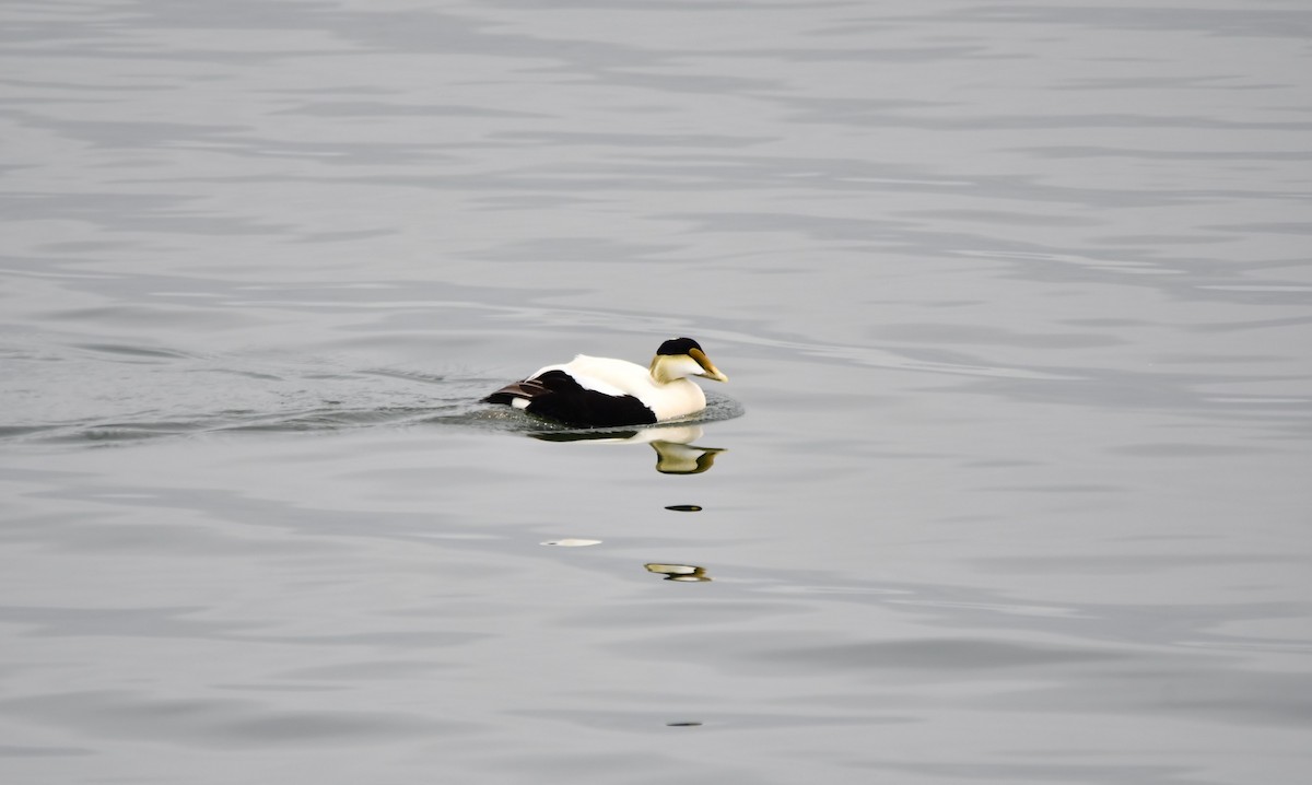 Common Eider - ML619592397