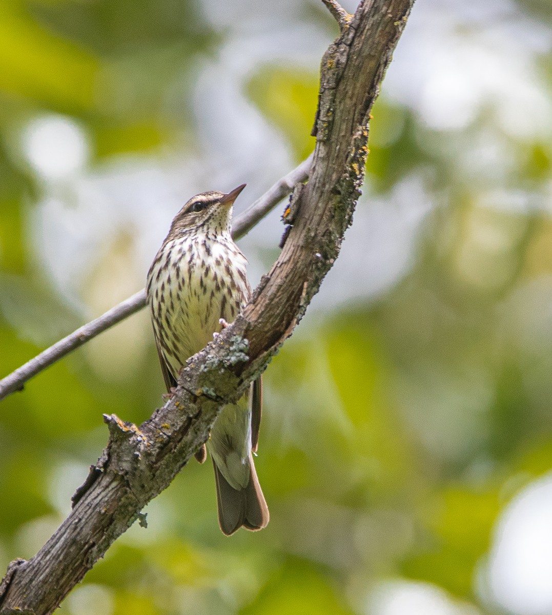 Northern Waterthrush - bj worth