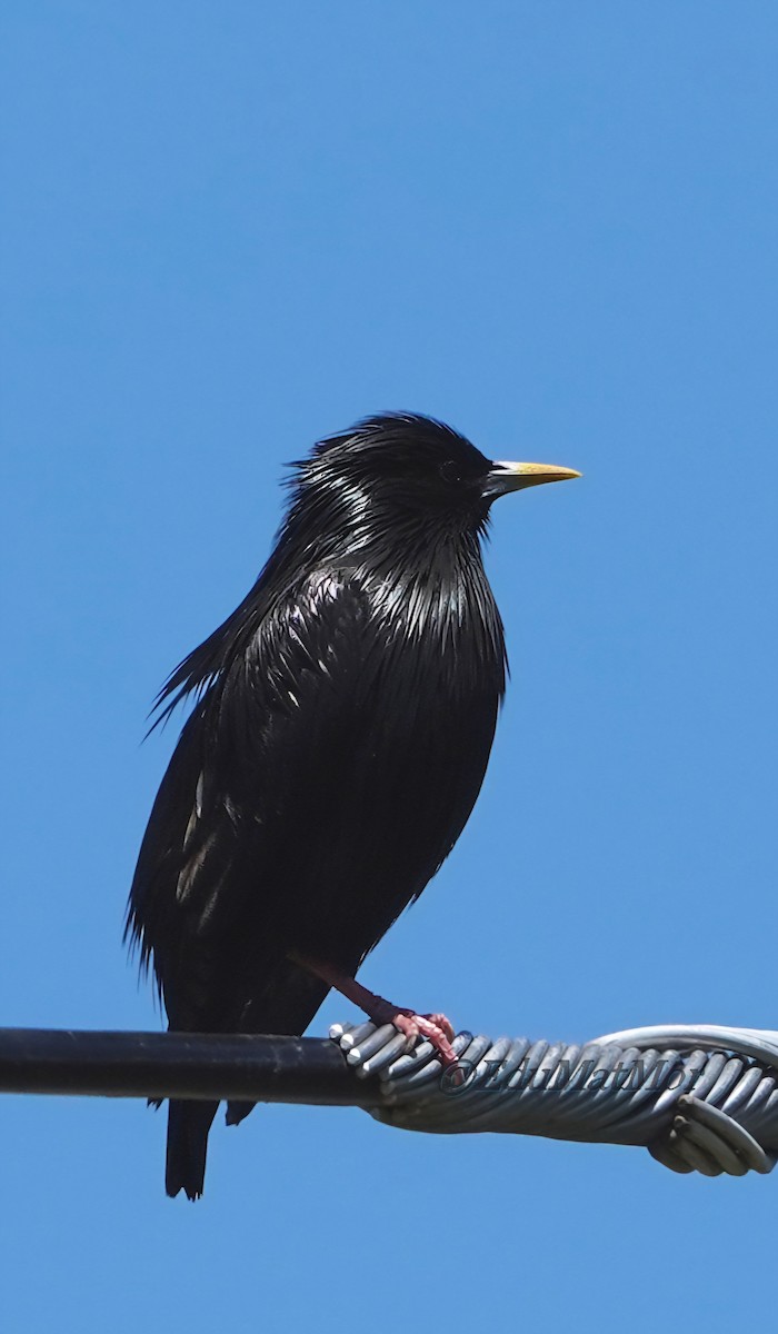 Spotless Starling - José Eduardo Mateos Moreno