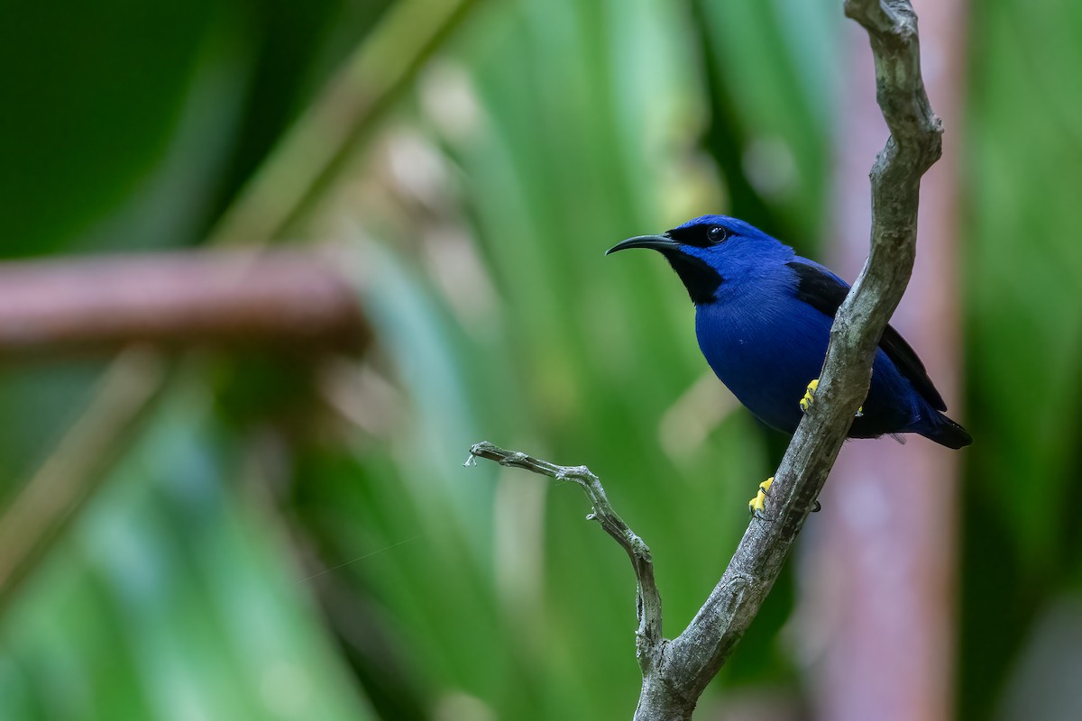 Purple Honeycreeper - Jhonathan Miranda - Wandering Venezuela Birding Expeditions
