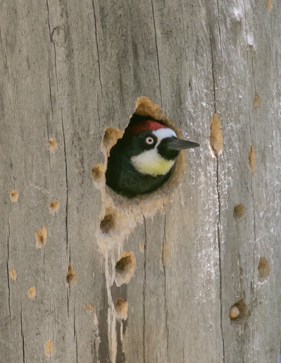 Acorn Woodpecker - Chris Tosdevin