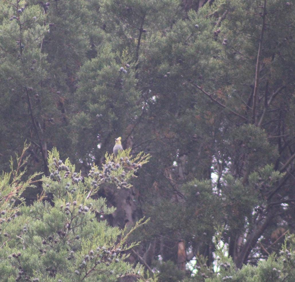 Long-tailed Silky-flycatcher - Andrés Rojas Villalobos